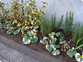 TDC前面 植栽リニューアル