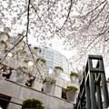 桜のハイティー
