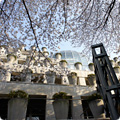 桜のハイティー